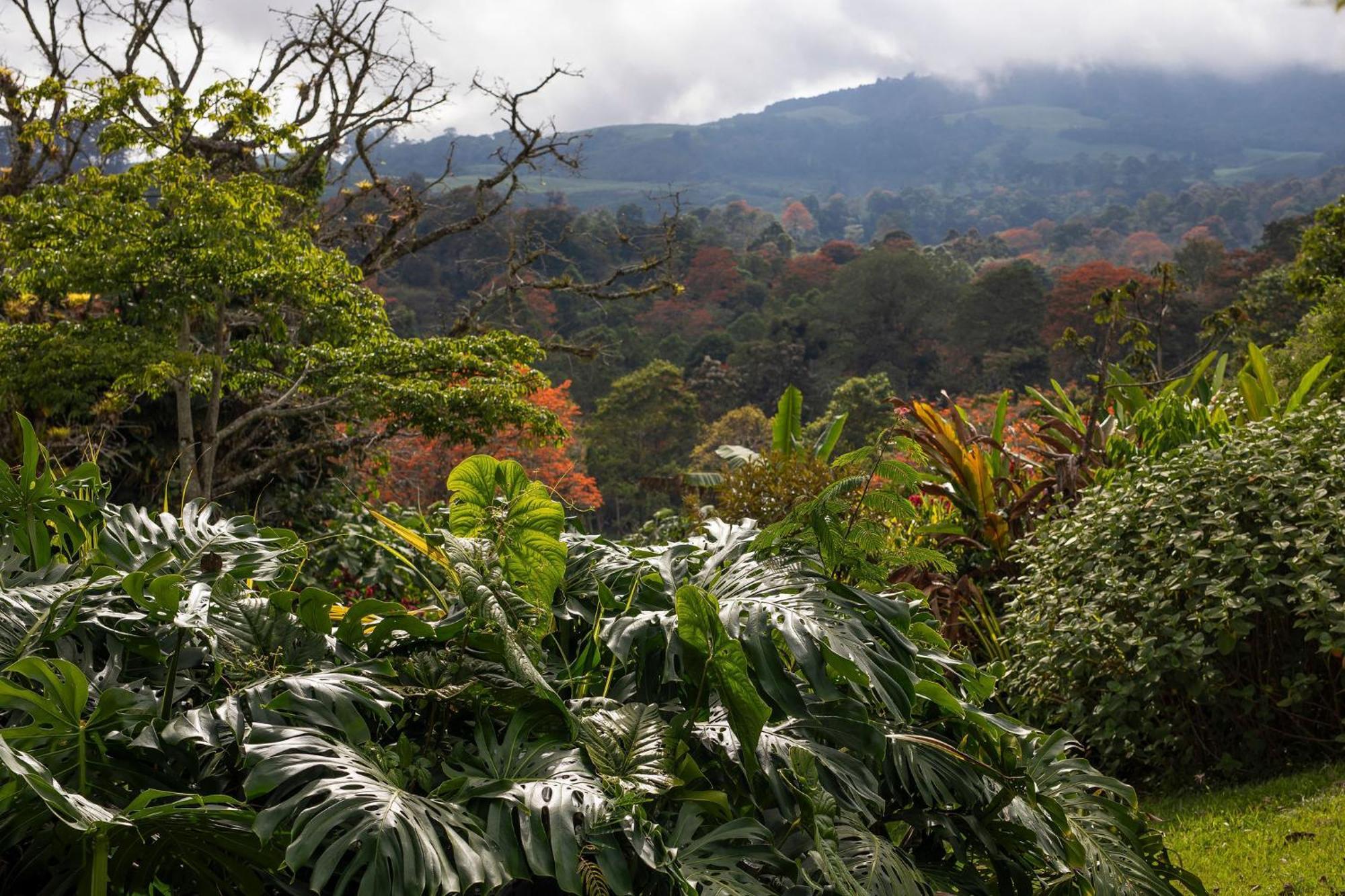 Bed and Breakfast Aquiares Coffee Farm Casa Hacienda La Esperanza Turrialba Esterno foto