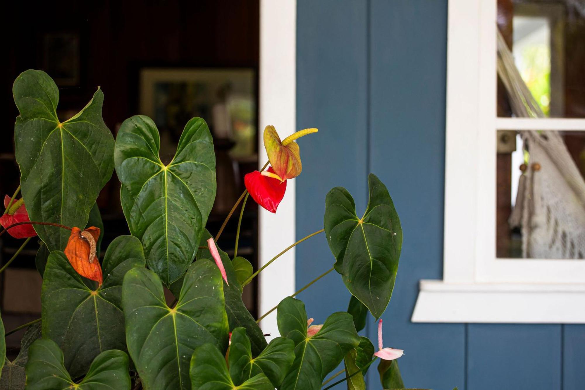 Bed and Breakfast Aquiares Coffee Farm Casa Hacienda La Esperanza Turrialba Esterno foto